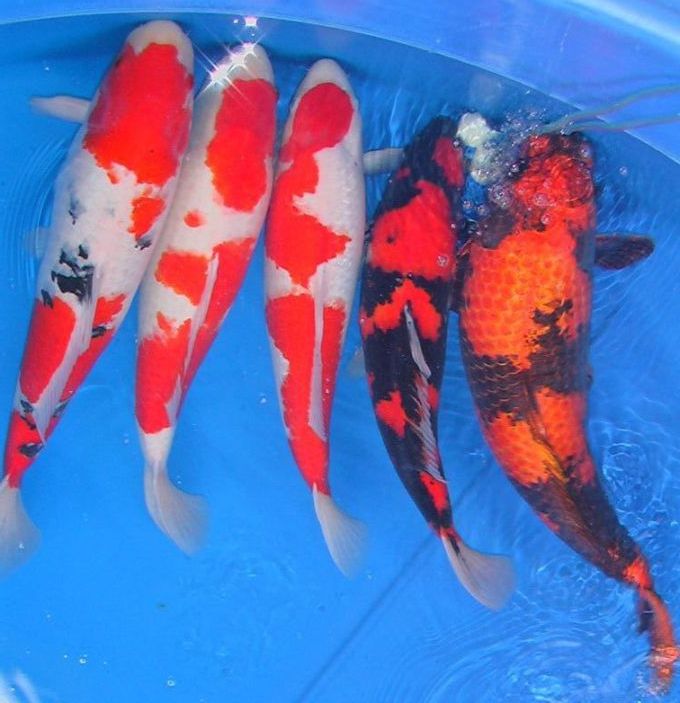 Koi